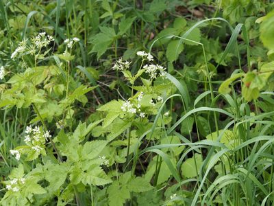 Osmorhiza longistylis, photographed by Jeff Clark