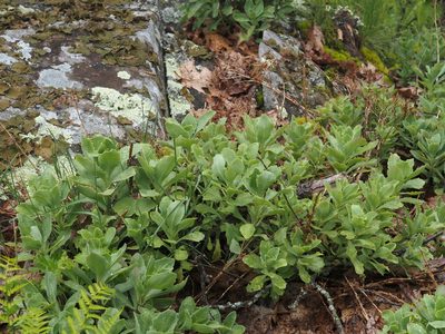 Hylotelephium telephioides, photographed by Jeff Clark