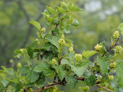 Physocarpus opulifolius, photographed by Jeff Clark