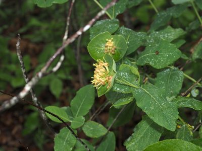 Lonicera dioica, photographed by Jeff Clark
