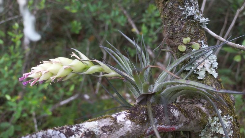 Tillandsia stricta, photographed by JG