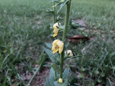 Verbascum virgatum, photographed by Lauren Gillett