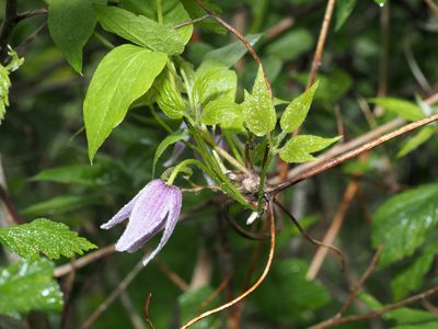 Clematis occidentalis, photographed by Jeff Clark