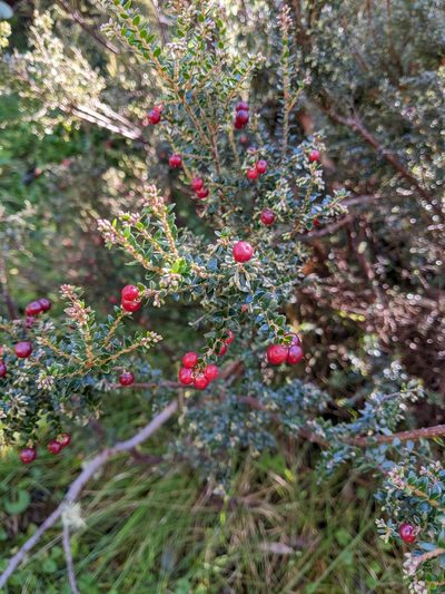 Acrothamnus maccraei, photographed by Peter Neish