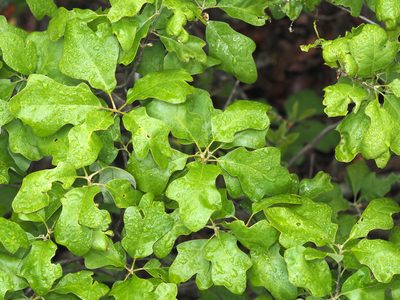 Quercus ilicifolia, photographed by Jeff Clark