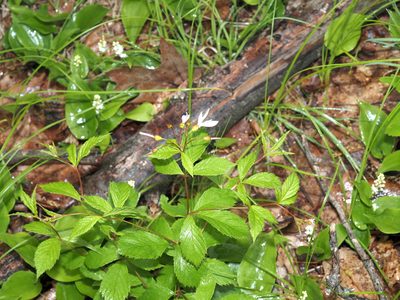 Gillenia trifoliata, photographed by Jeff Clark