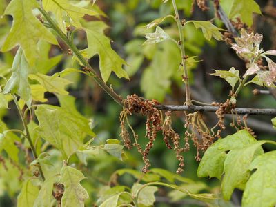 Quercus ilicifolia, photographed by Jeff Clark