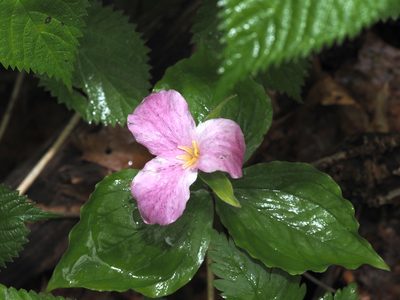 Trillium grandiflorum, photographed by Jeff Clark