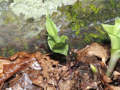 Epipactis helleborine, photographed by Jeff Clark