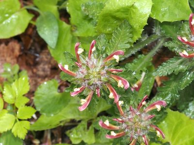 Pedicularis canadensis, photographed by Jeff Clark