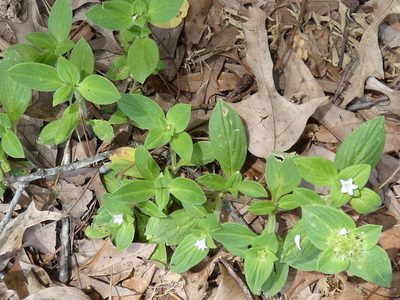 Richardia brasiliensis, photographed by kcthetc1