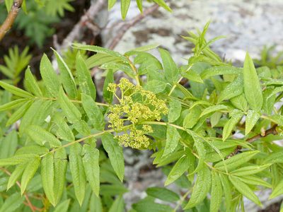 Sorbus americana, photographed by Jeff Clark