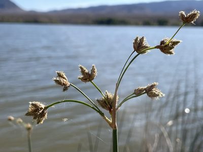 Schoenoplectus acutus, photographed by Bobby McCabe