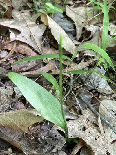Ophioglossum pusillum, photographed by er-birds
