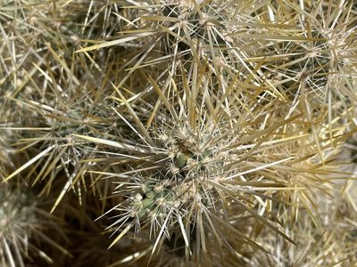Cylindropuntia echinocarpa