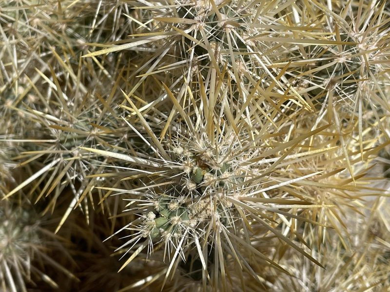 Cylindropuntia echinocarpa, photographed by Henrik Kibak