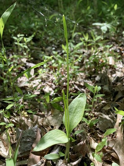 Ophioglossum pusillum, photographed by er-birds