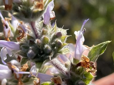 Salvia mellifera