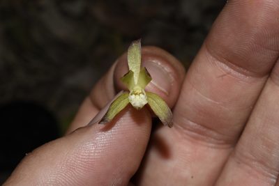 Aplectrum hyemale