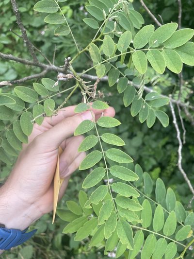 Robinia viscosa, photographed by Brandon Wheeler