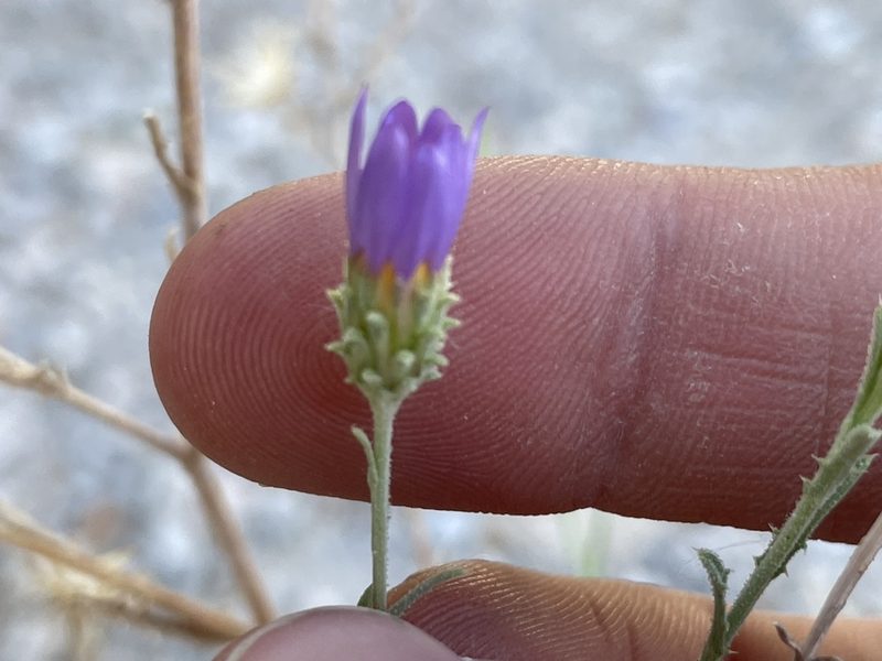 Dieteria canescens, photographed by Bobby McCabe