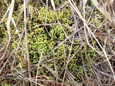 Aulacomnium palustre, photographed by Randal