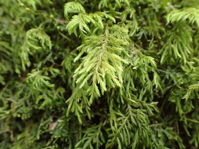 Dendroalsia abietina, photographed by Randal