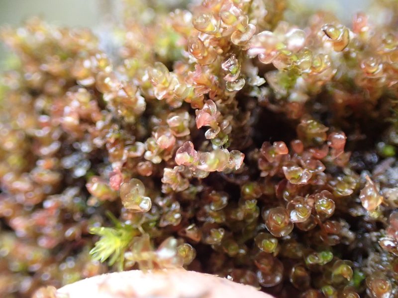 Marsupella emarginata, photographed by Randal