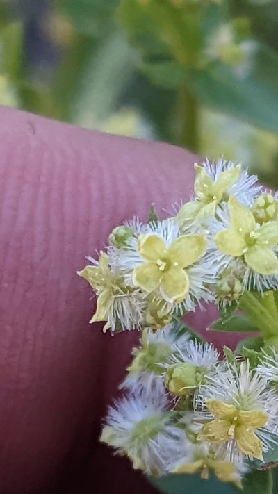 Trichogalium multiflorum, photographed by Darrin Gobble
