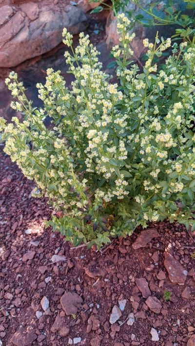 Trichogalium multiflorum, photographed by Darrin Gobble