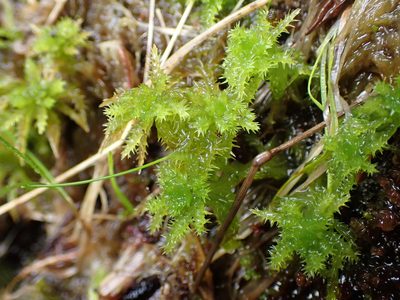 Sphagnum squarrosum, photographed by Randal