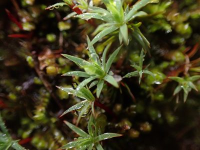 Pogonatum urnigerum, photographed by Randal