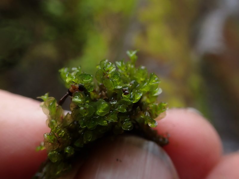 Solenostoma fusiforme, photographed by Randal