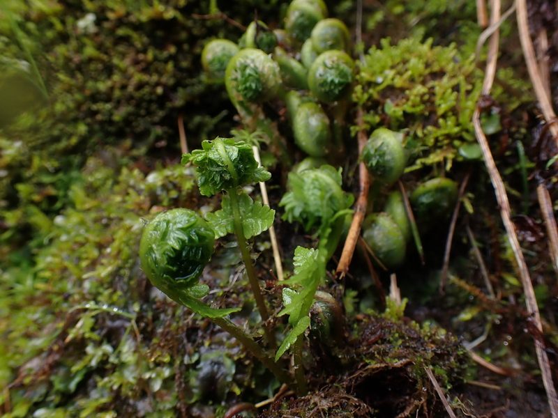 Oreopteris quelpartensis, photographed by Randal