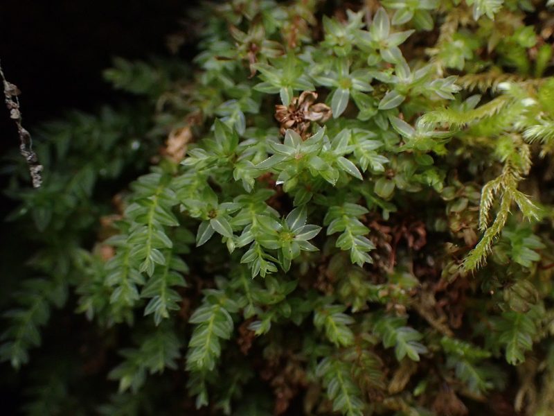 Mnium lycopodioides, photographed by Randal