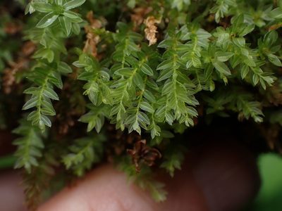 Mnium lycopodioides, photographed by Randal