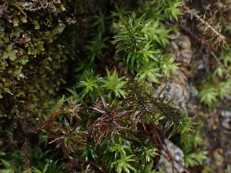 Pogonatum contortum, photographed by Randal