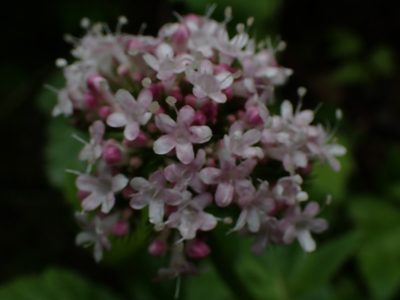 Valeriana sitchensis