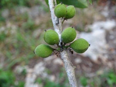 Drypetes lateriflora, photographed by Alexis López Hernández