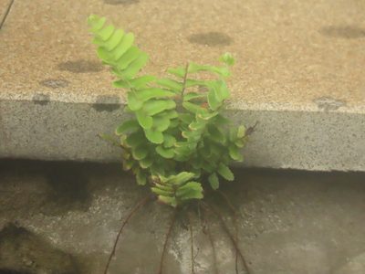 Nephrolepis cordifolia, photographed by chiuluan