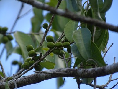 Drypetes lateriflora, photographed by Alexis López Hernández