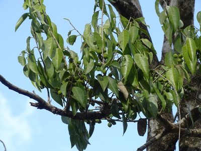 Drypetes lateriflora, photographed by Alexis López Hernández