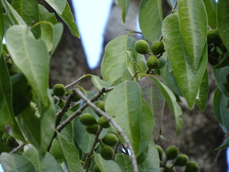 Drypetes lateriflora, photographed by Alexis López Hernández