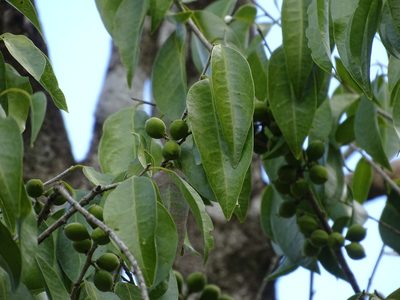 Drypetes lateriflora, photographed by Alexis López Hernández