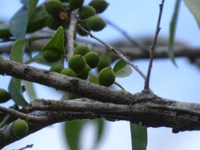 Drypetes lateriflora, photographed by Alexis López Hernández