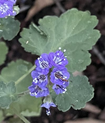 Phacelia scariosa, photographed by Irene