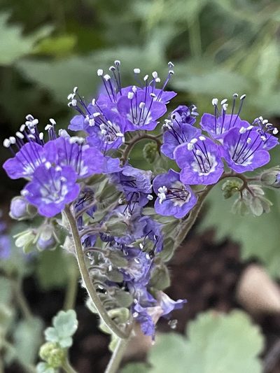 Phacelia scariosa, photographed by Irene