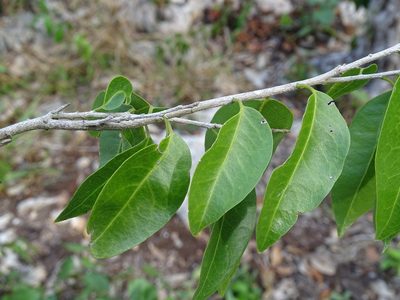 Drypetes lateriflora, photographed by Alexis López Hernández