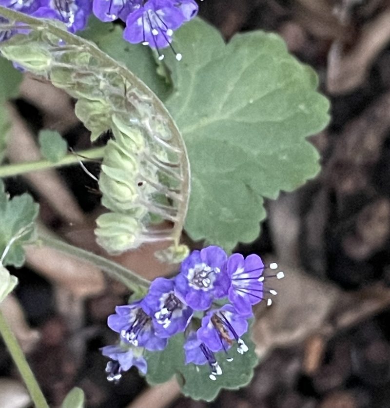 Phacelia scariosa, photographed by Irene