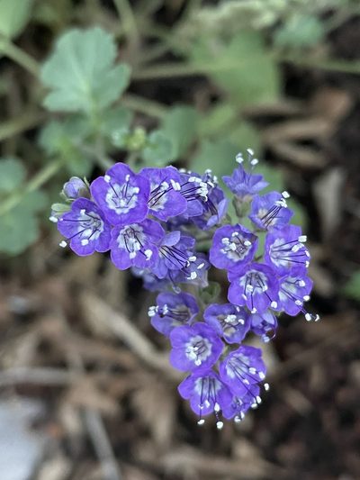 Phacelia scariosa, photographed by Irene